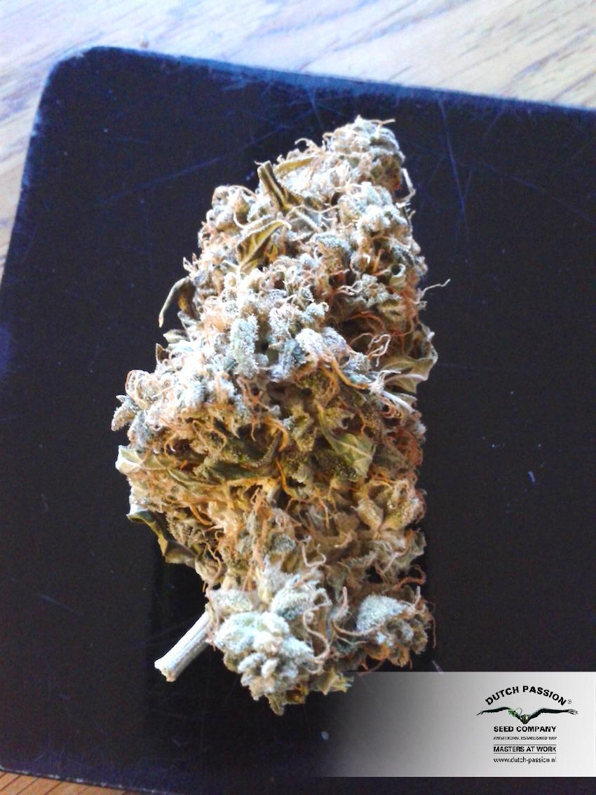 Dutch Passion - Auto Euforia (auto/fem.)