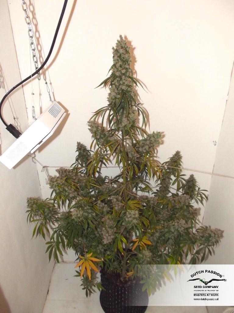 Dutch Passion - Auto Euforia (auto/fem.)