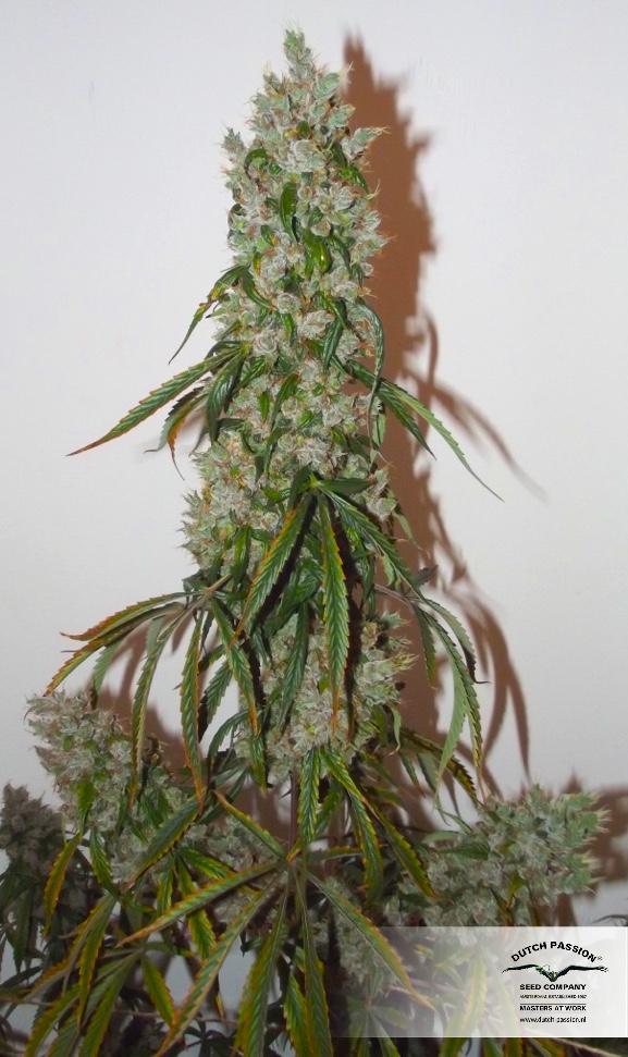 Dutch Passion - Auto Euforia (auto/fem.)