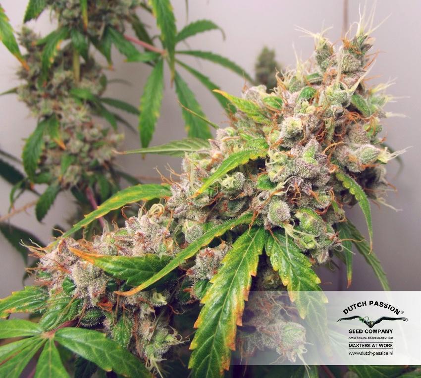 Dutch Passion - Auto Euforia (auto/fem.)