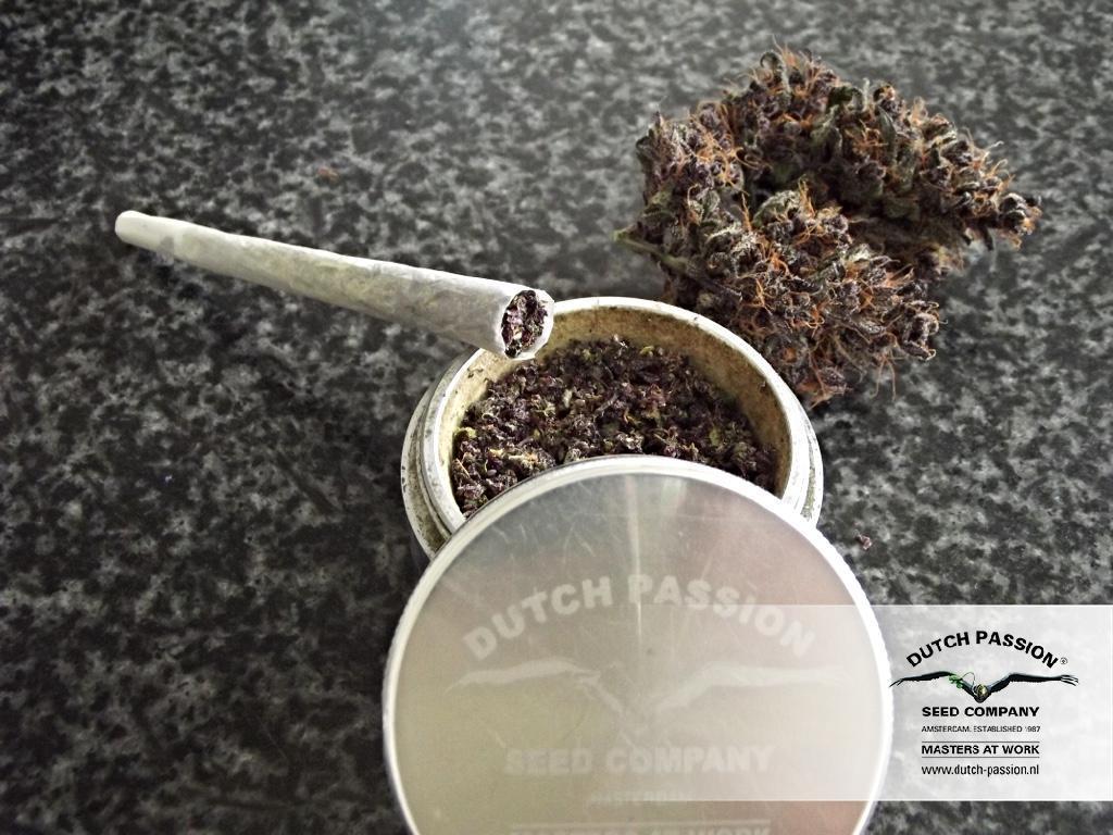 Dutch Passion - Auto Euforia (auto/fem.)