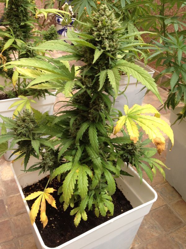 Auto Blueberry
