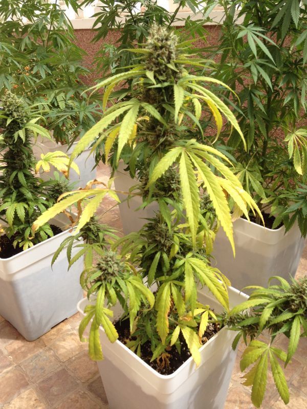 Auto Blueberry