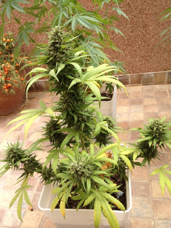 Auto Blueberry