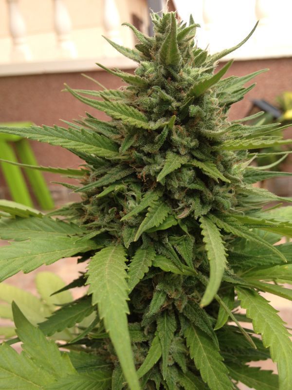 Auto Blueberry