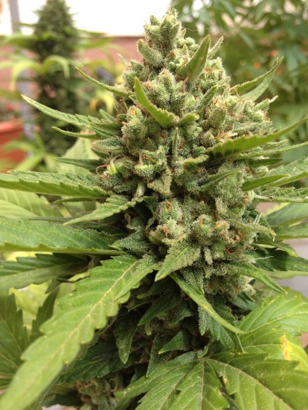 Auto Blueberry
