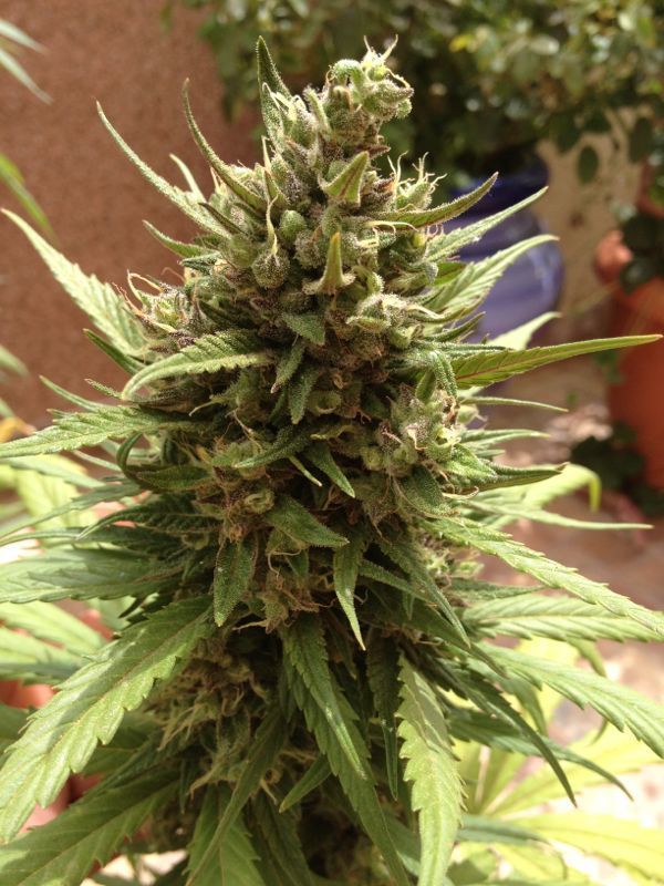Auto Blueberry