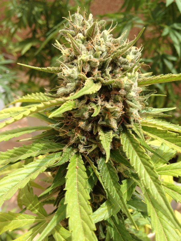 Auto Blueberry