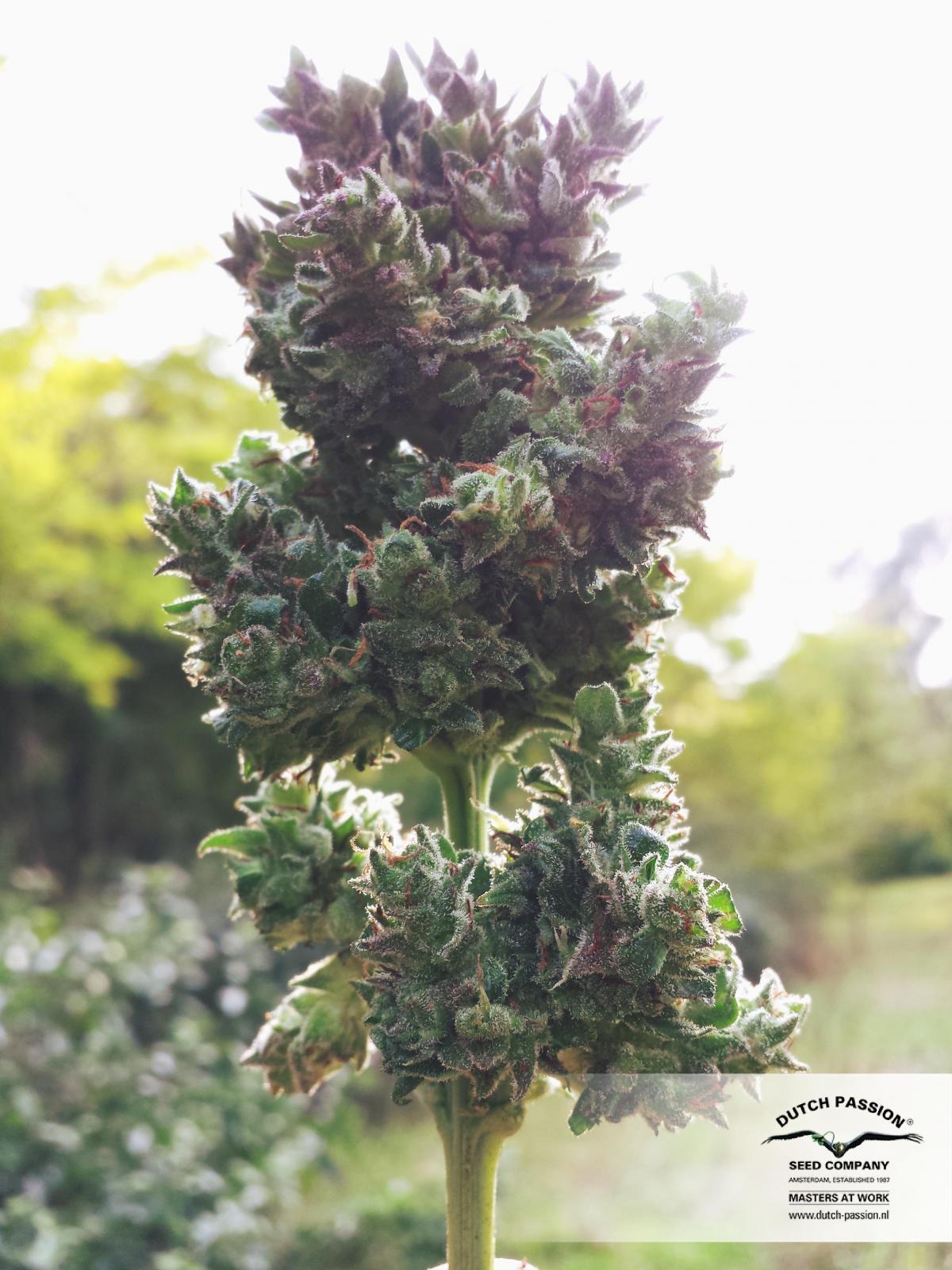 Auto Blueberry