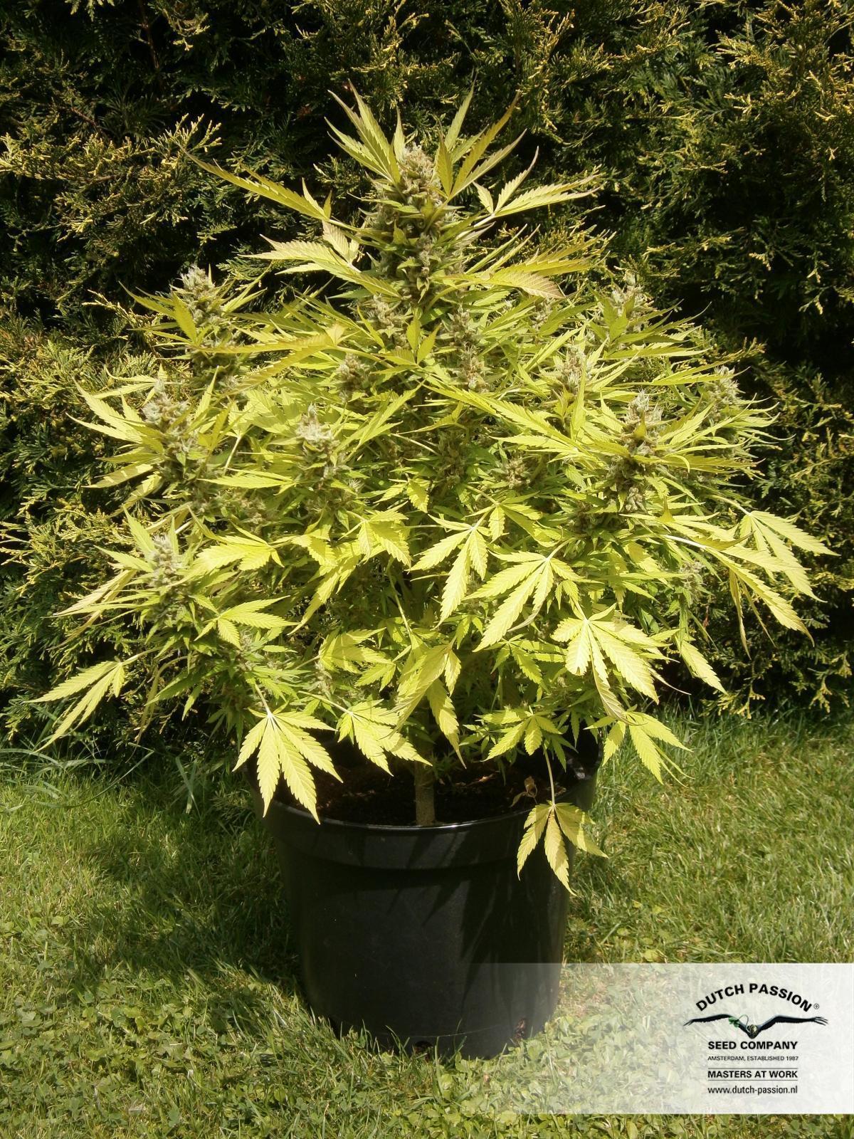 Auto Blueberry