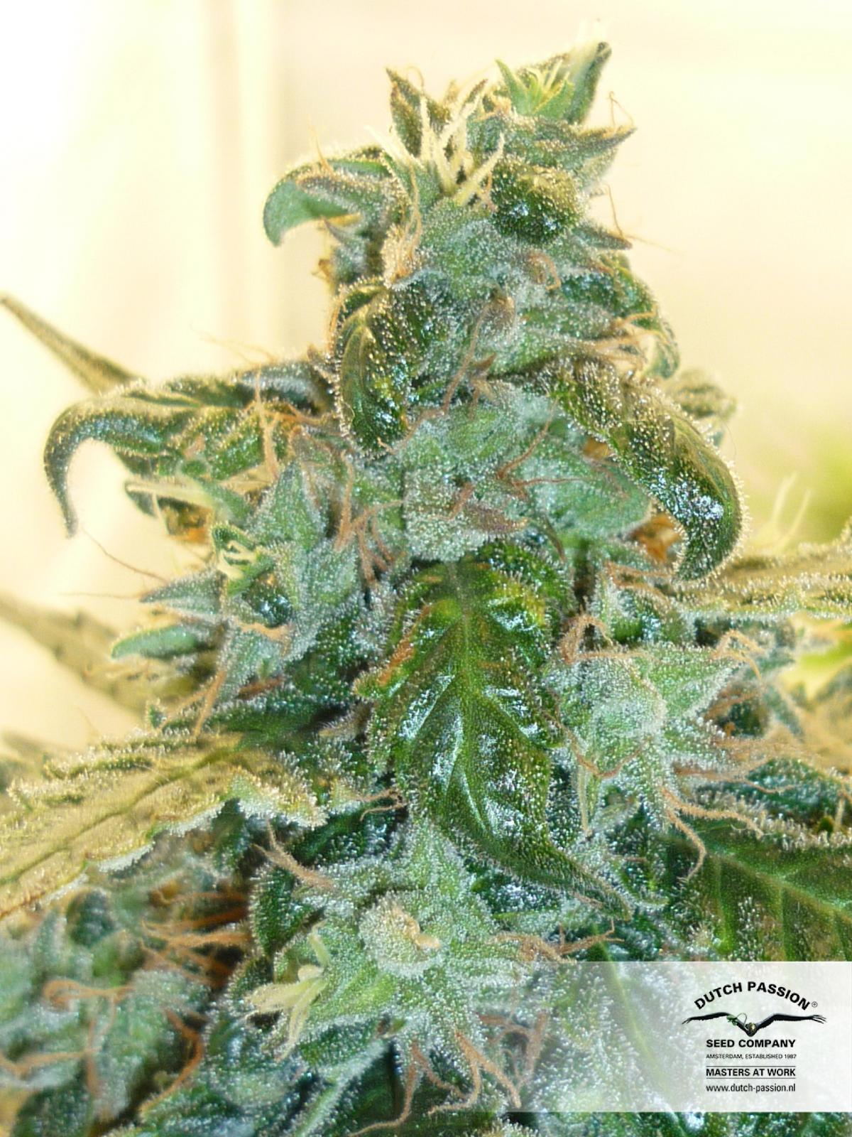 Auto Blueberry
