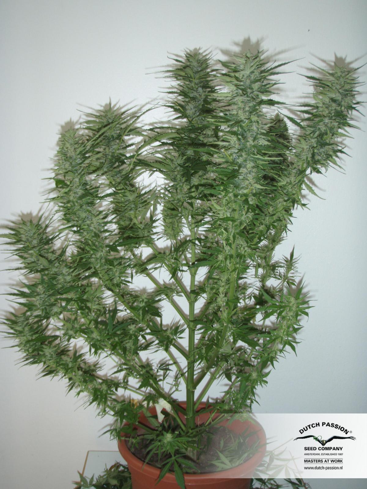 Auto Blueberry