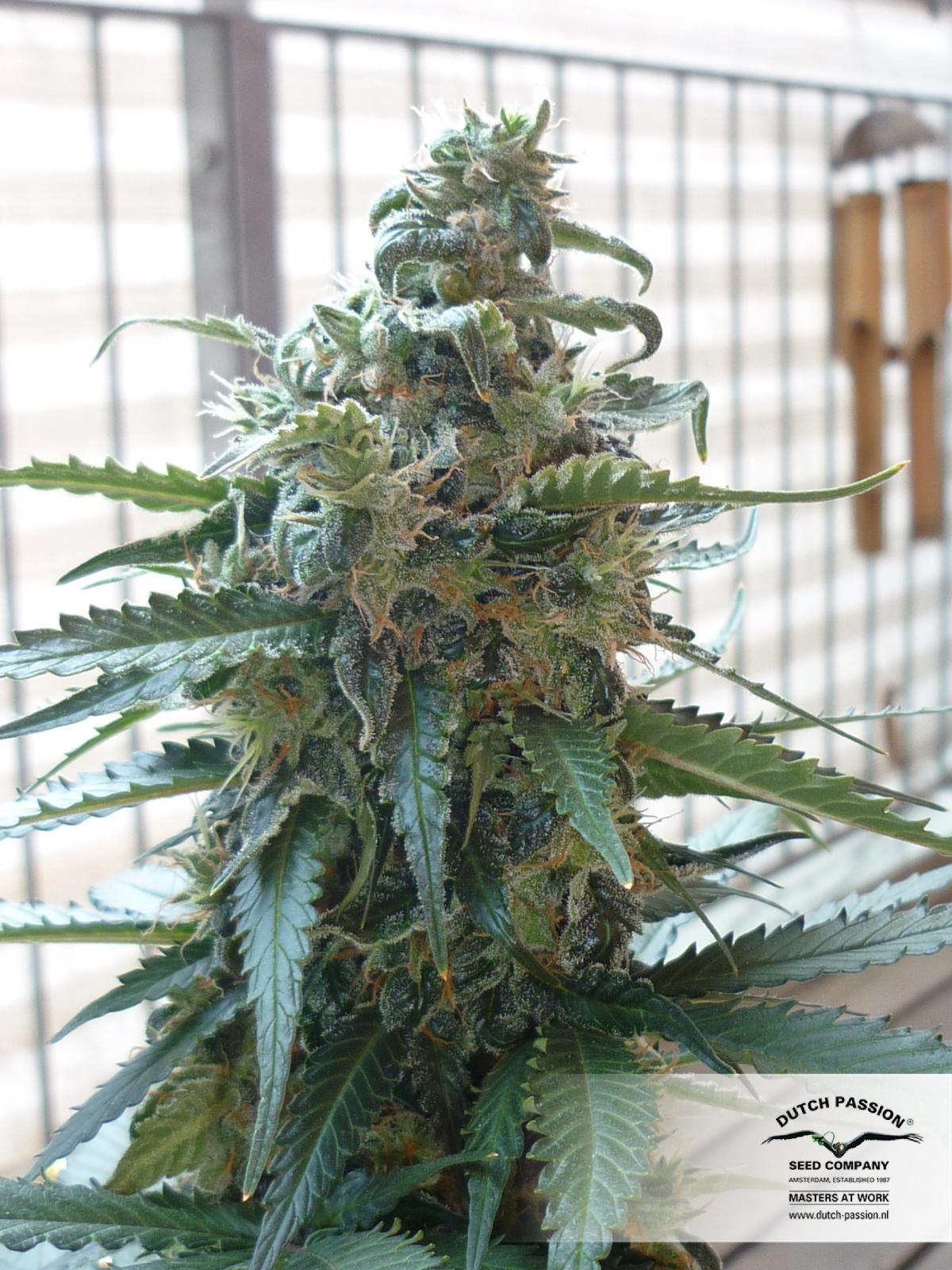 Auto Blueberry