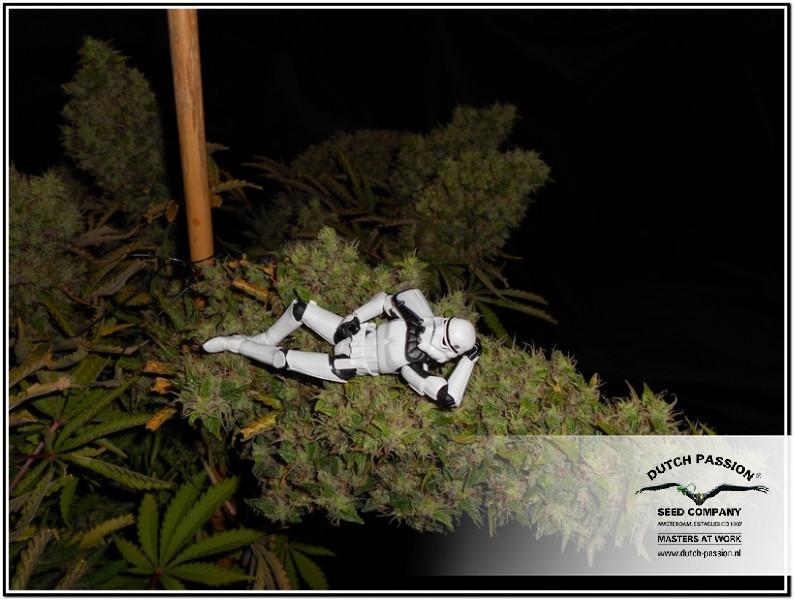 Auto Blueberry