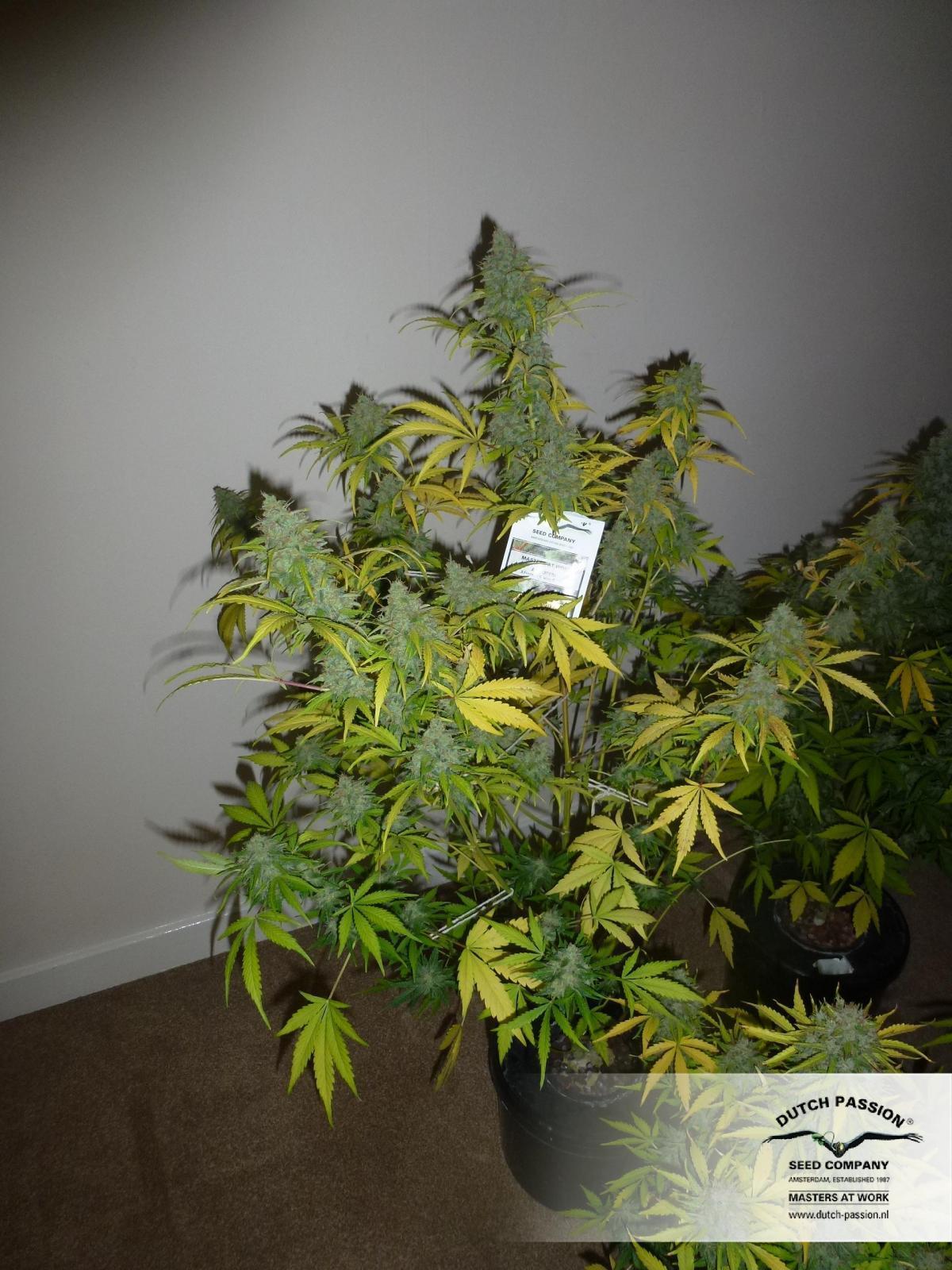 Auto Blueberry