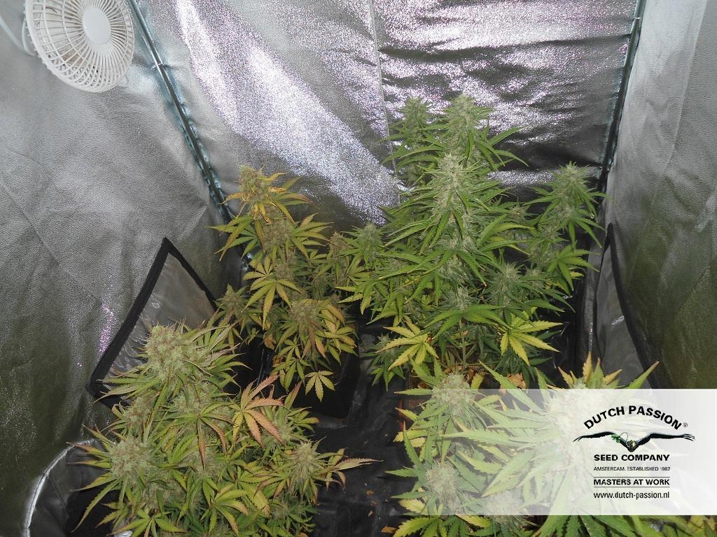 Auto Blueberry