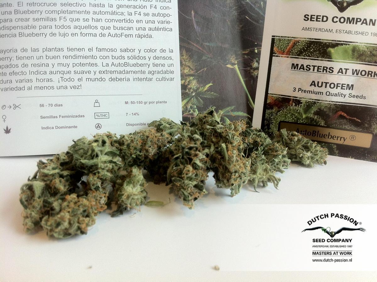 AutoBlueberry