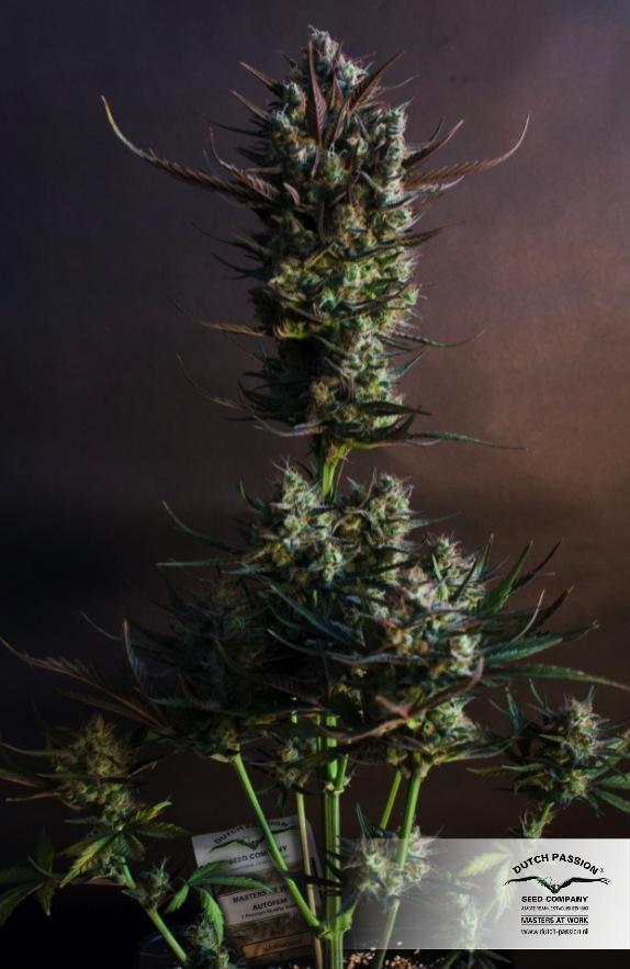 AutoBlueberry