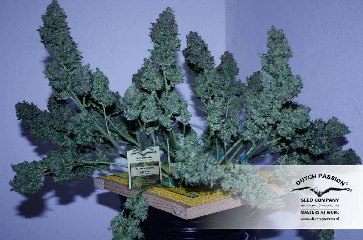 AutoBlueberry