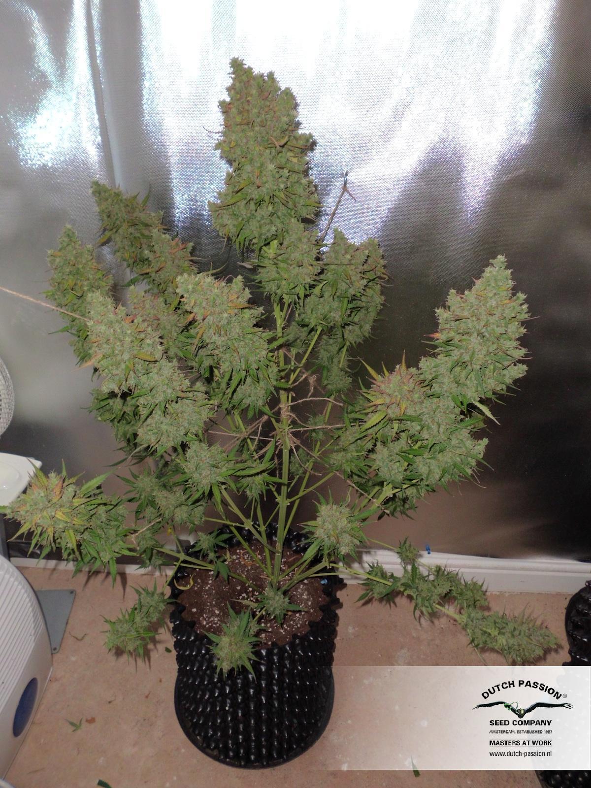 AutoBlueberry
