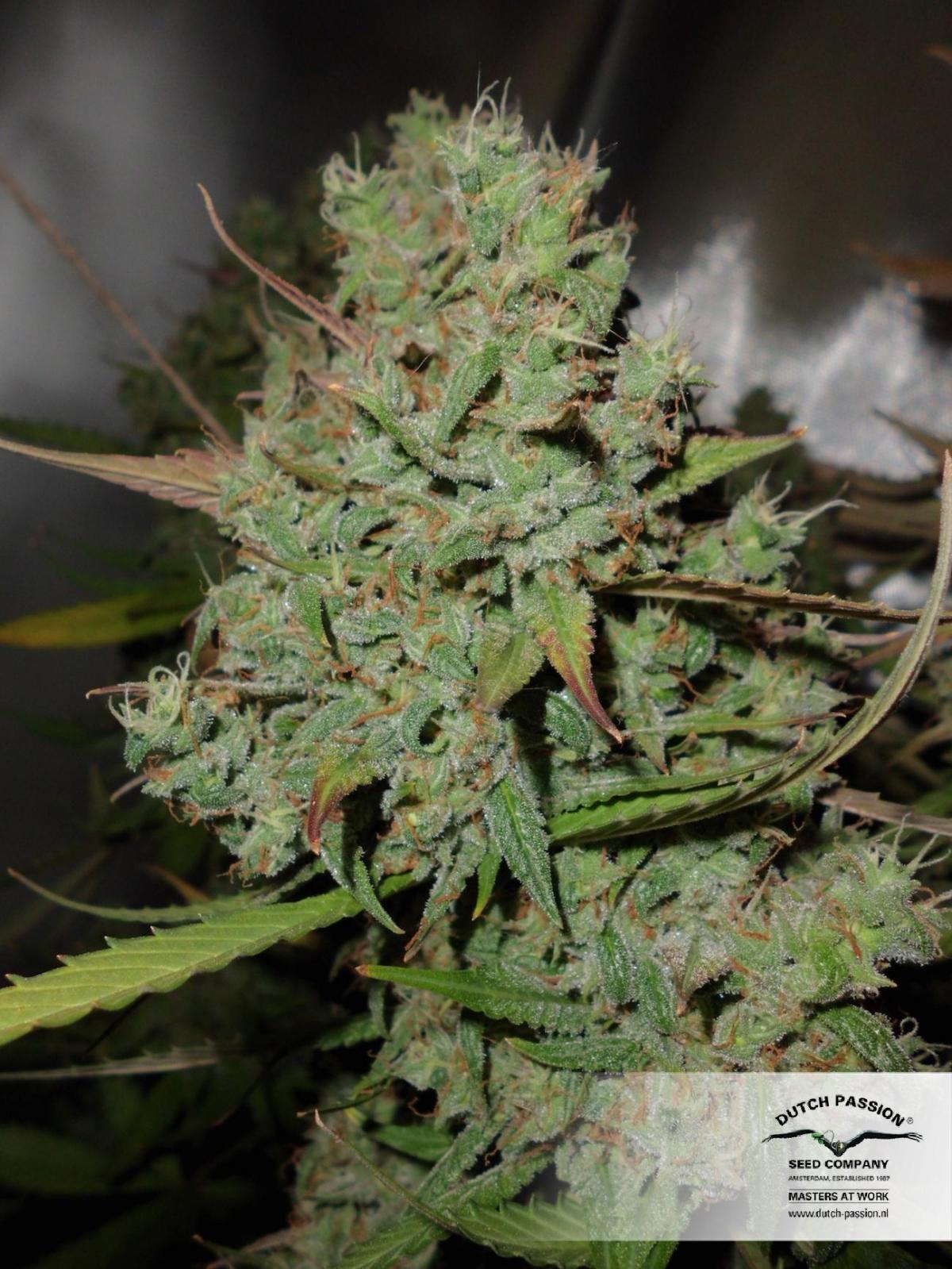 AutoBlueberry