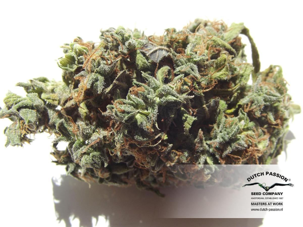 AutoBlueberry