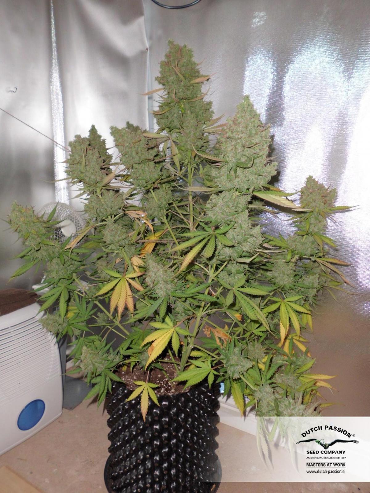 AutoBlueberry