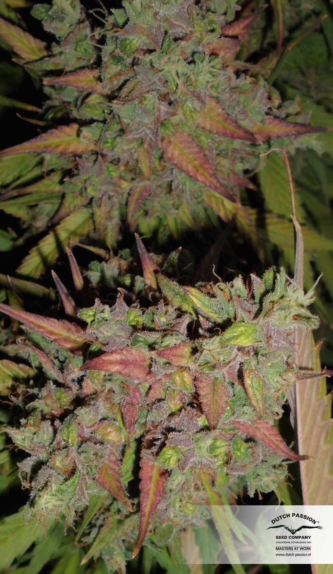 AutoBlueberry
