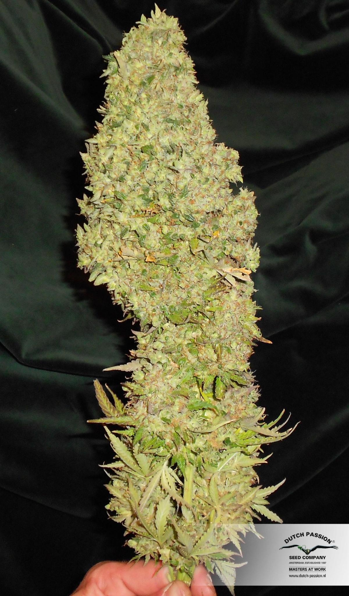 AutoBlueberry