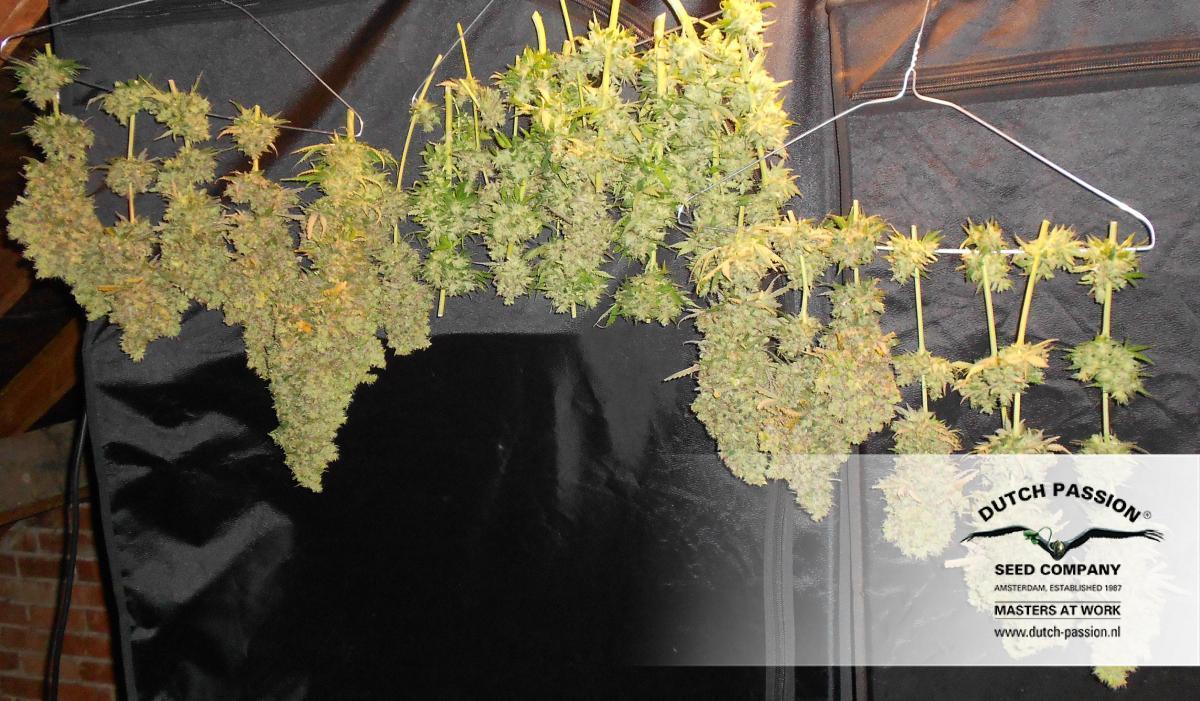 AutoBlueberry