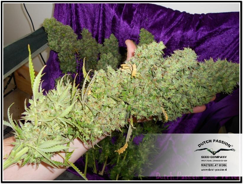 AutoBlueberry