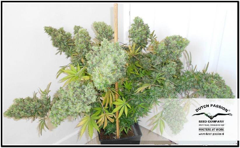 AutoBlueberry