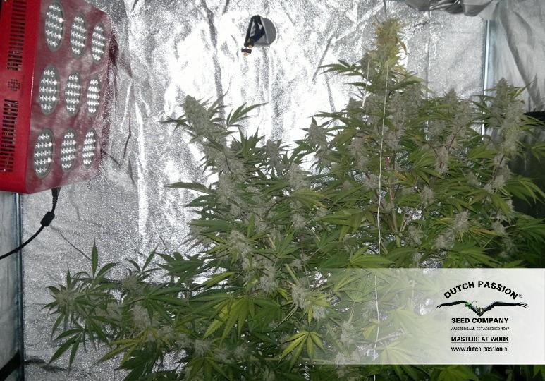 AutoBlueberry