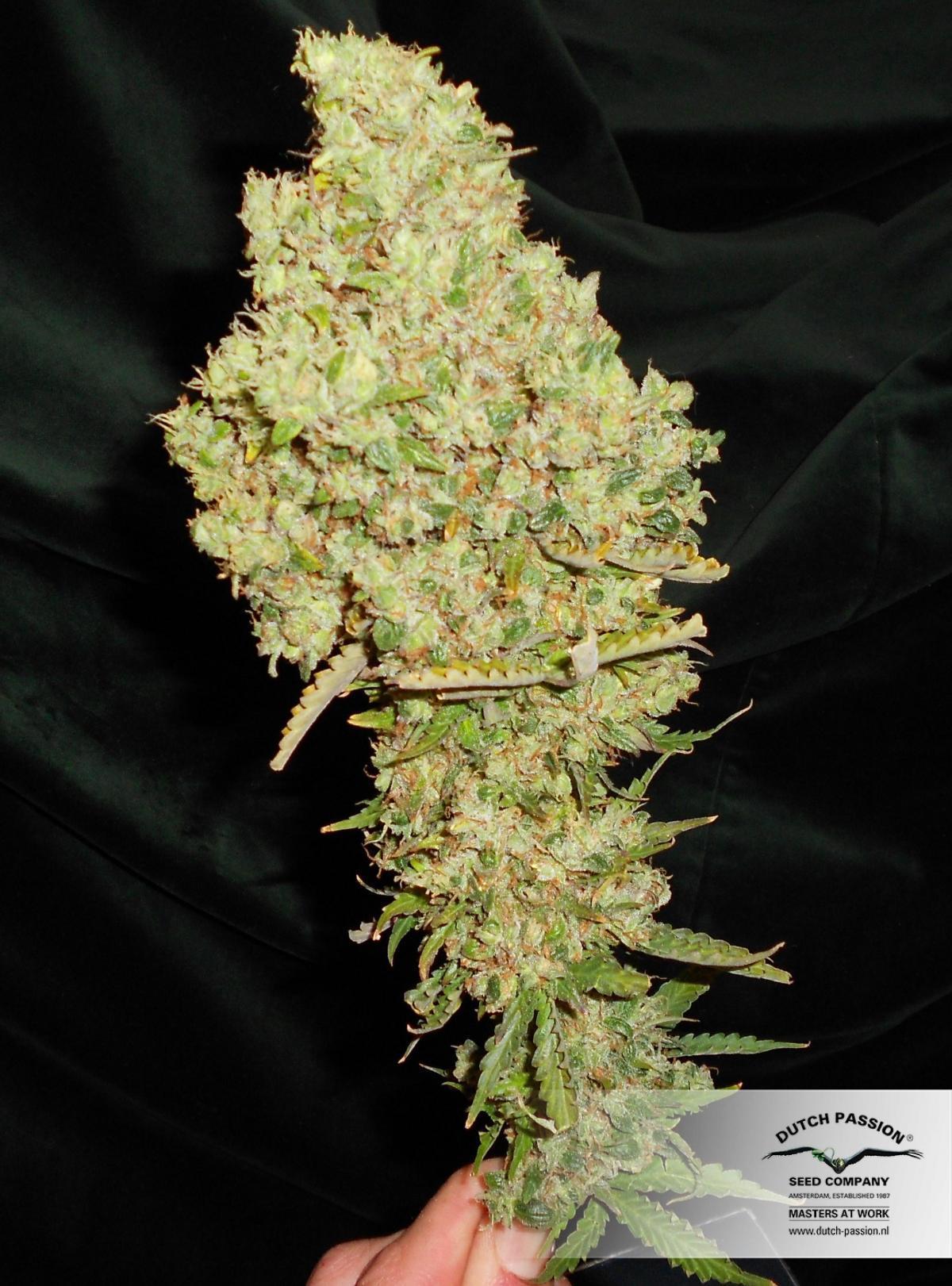 AutoBlueberry