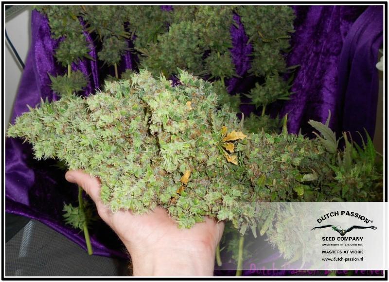 AutoBlueberry