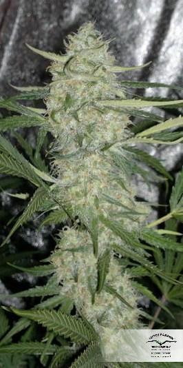 AutoBlueberry