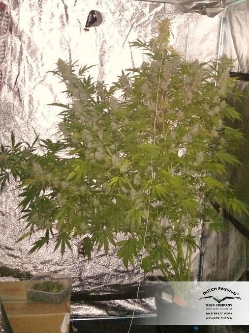 AutoBlueberry