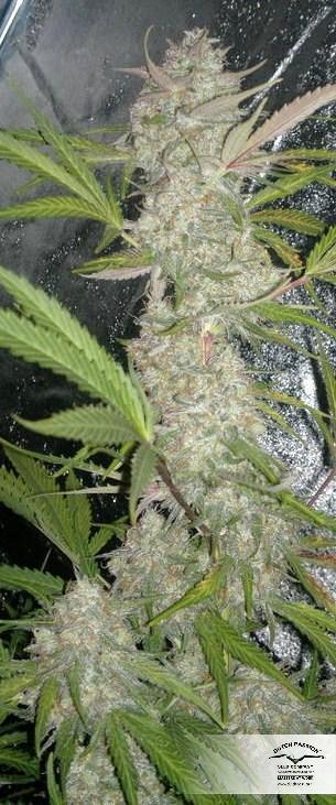 AutoBlueberry