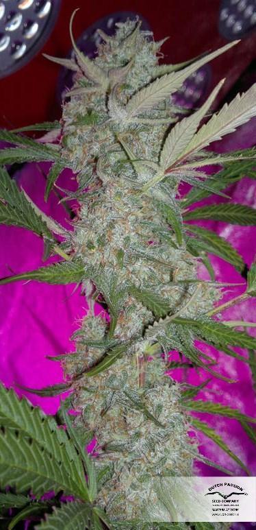 AutoBlueberry