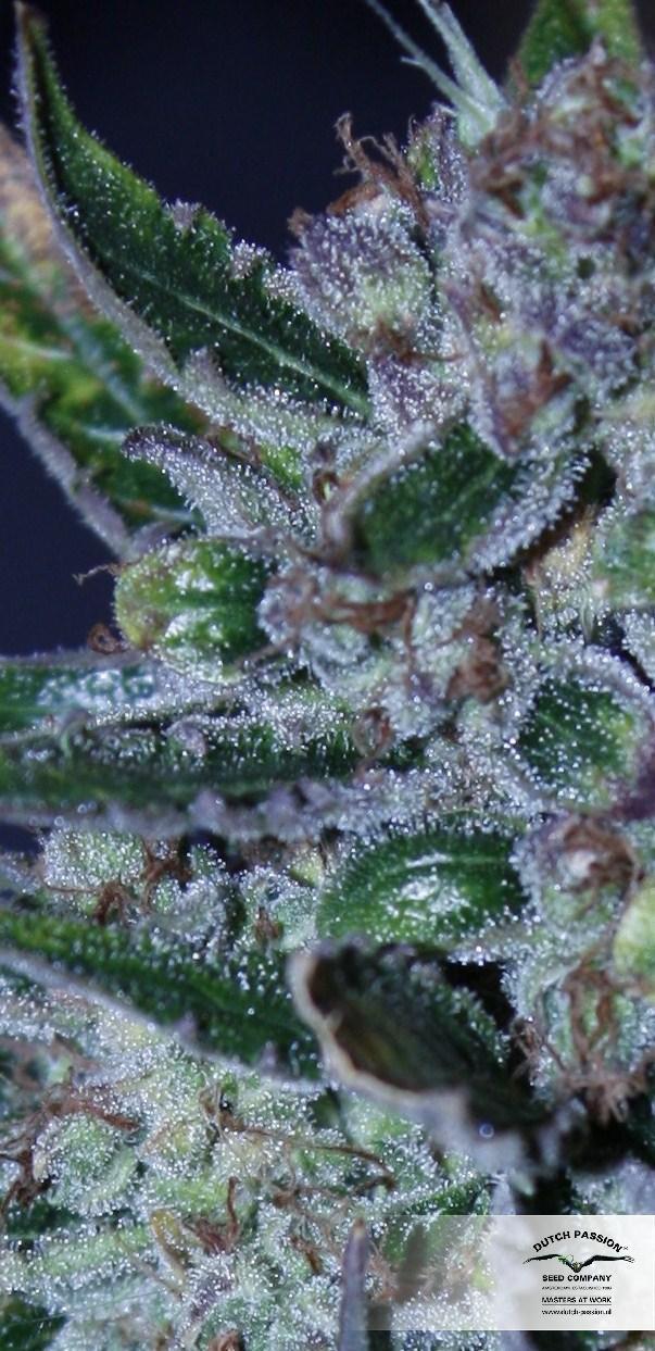 AutoBlueberry