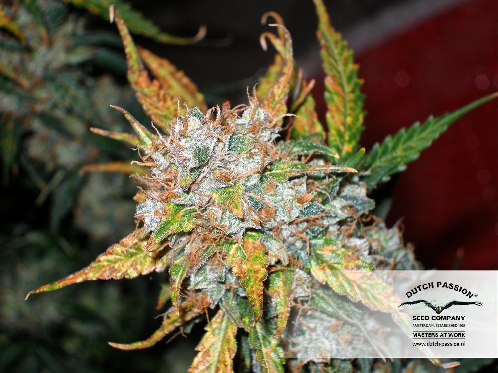 AutoBlueberry
