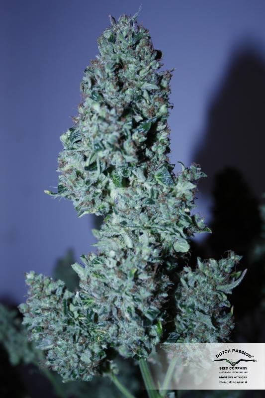 AutoBlueberry