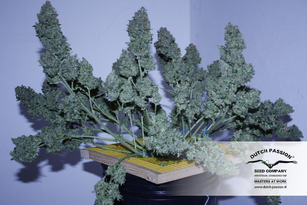 AutoBlueberry