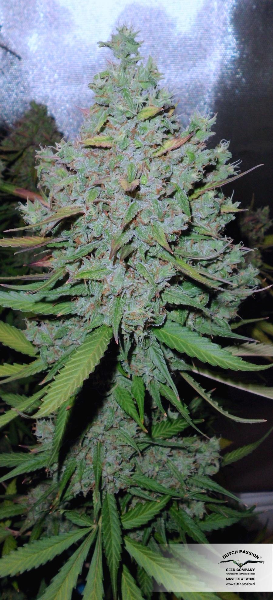 AutoBlueberry