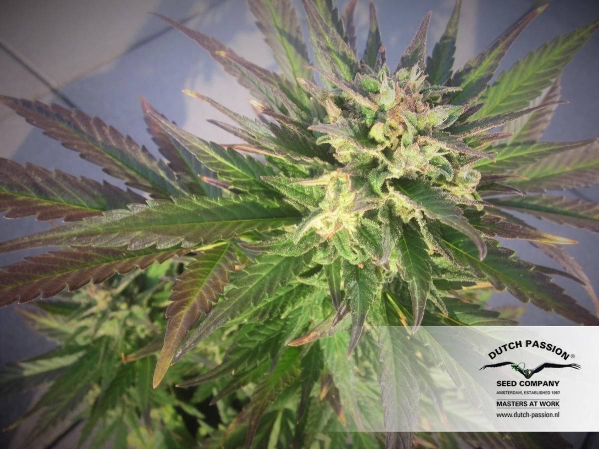 AutoBlueberry