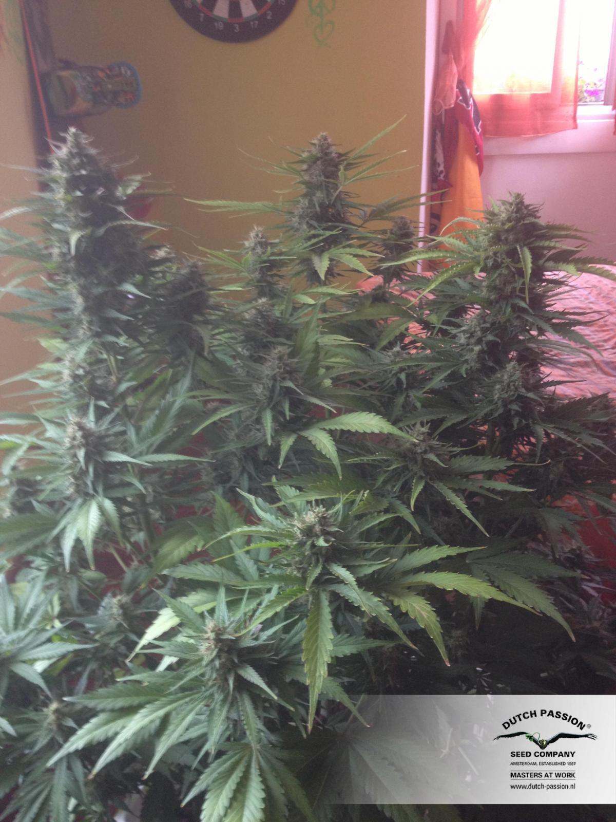 AutoBlueberry