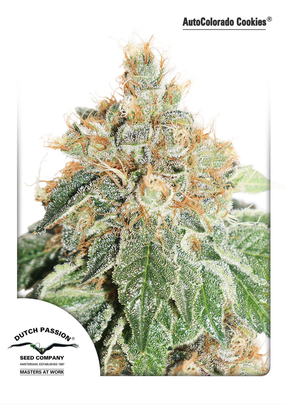 Dutch Passion - Auto Colorado Cookies (auto/fem.)