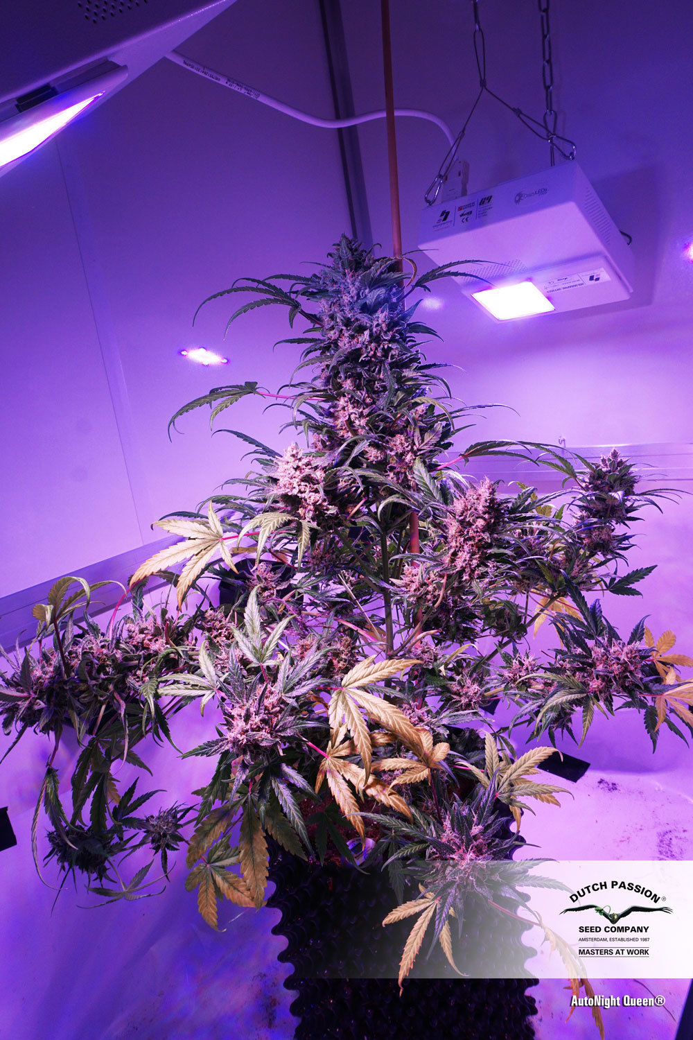 Dutch Passion - Auto Night Queen (auto/fem.)