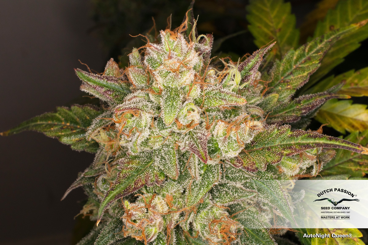 Dutch Passion - Auto Night Queen (auto/fem.)