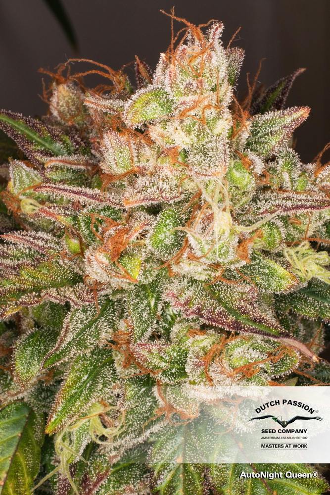 Dutch Passion - Auto Night Queen (auto/fem.)